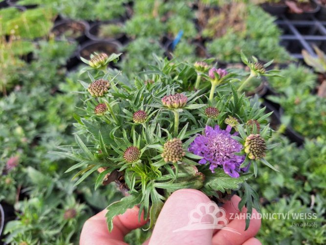 HLAVÁČ JAPONSKÝ - SCABIOSA JAPONICA RITZ BLUE