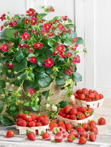 JAHODA PŘEVISLÁ - FRAGARIA FRAGOO RUBY ANN