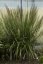 TŘTINA CHLOUPKATÁ - CALAMAGROSTIS BRACHYTRICHA