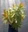 PRYŠEC - EUPHORBIA "ASCOT RAINBOW"