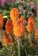 KLEOPATŘINA JEHLA - KNIPHOFIA "POCO ORANGE"