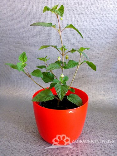 AZTECKÝ CUKR - LIPPIA DULCIS