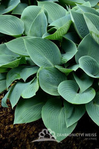 HOSTA  "HALCYON"