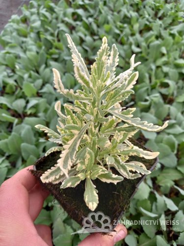LEVANDULE - LAVANDULA ANGUSTIFOLIA " PLATINUM BLONE"
