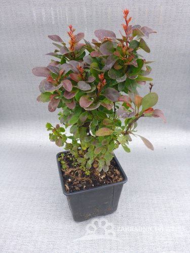 BERBERIS
