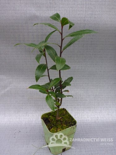 BOBKOVÝ LIST - LAURUS NOBILIS - VAVŘÍN