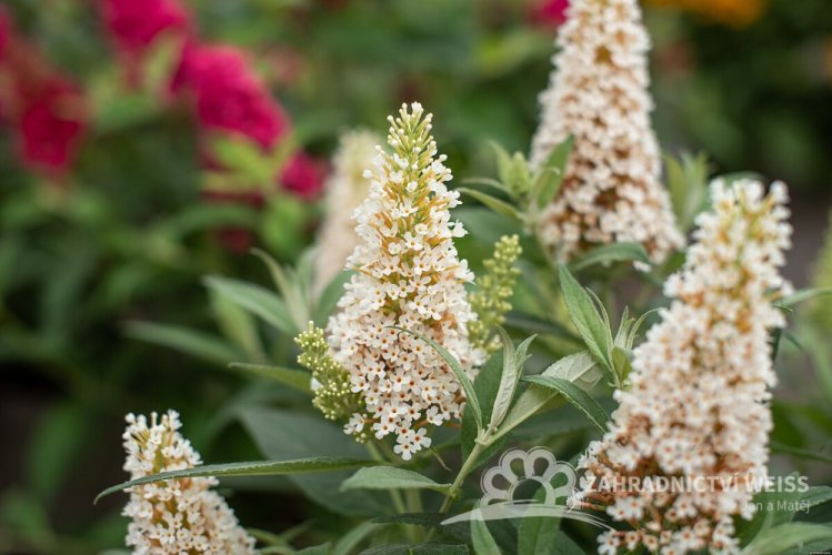 MOTÝLÍ KEŘ - BUDDLEJA BUTTERLY CANDY LITTLE WHITE