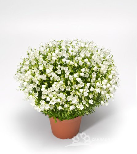 ZVONEK LŽIČKOLISTÝ - CAMPANULA SWINGING BELLS WHITE