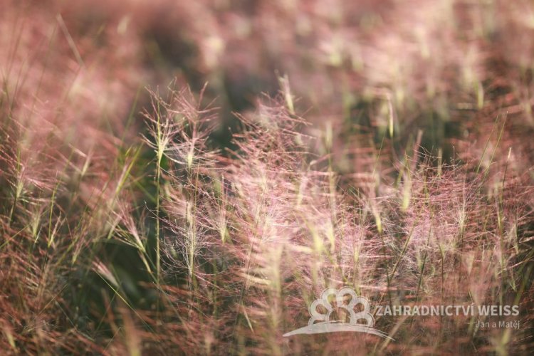 MUHLA MEXICKÁ - MUHLENBERGIA CAPILLARIS