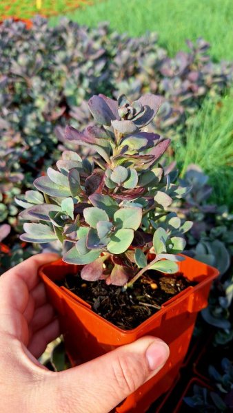 SEDUM CAUTICOLA SUNSPARKLER PLUM DAZZLED