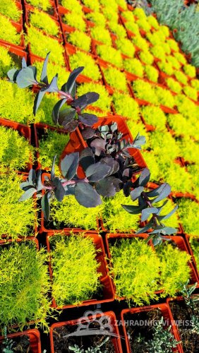 SEDUM HYBR. BERTRAM ANDEROSON
