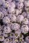 MATEŘÍDOUŠKA - THYMUS LONGICAULIS