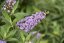 MOTÝLÍ KEŘ - BUDDLEJA DAVIDII BUTTERFLY CANDY LITTLE LILA