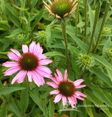 ECHINACEA FOUNTAIN LIGHT PURPLE
