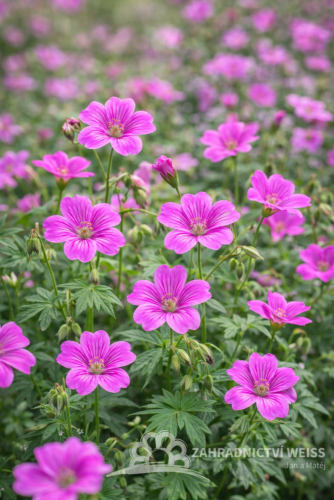 KAKOST OXFORDSKY - GERANIUM OXONIANUM CLARIDGE DRUCE