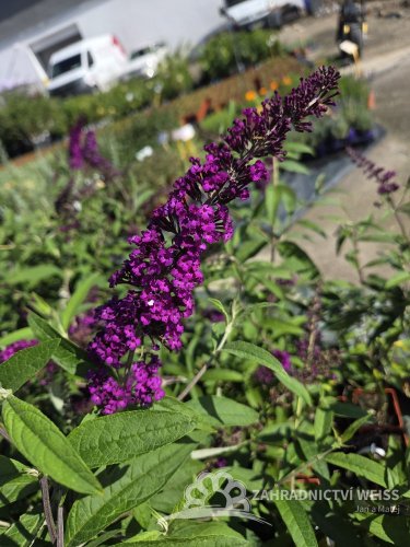 MOTÝLÍ KEŘ - BUDDLEJA DAVIDII ROYAL RED