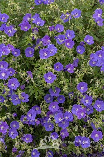 KAKOST - GERANIUM HYBRIDA ORION