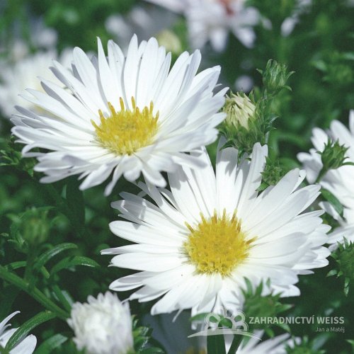 ASTRA PODZIMNÍ - ASTER MAGIC WHITE