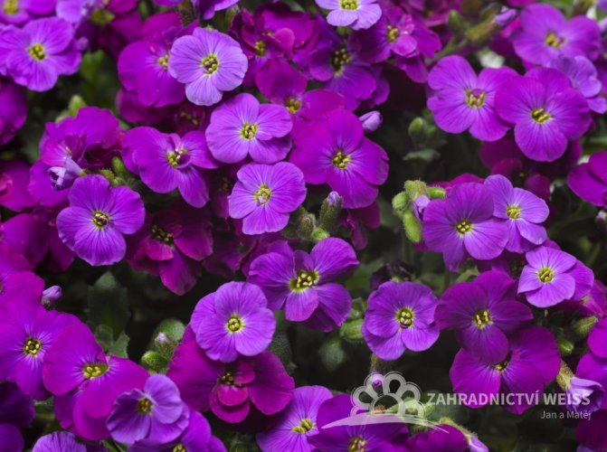TAŘIČKA - AUBRIETA AXCENT DEEP PURPLE