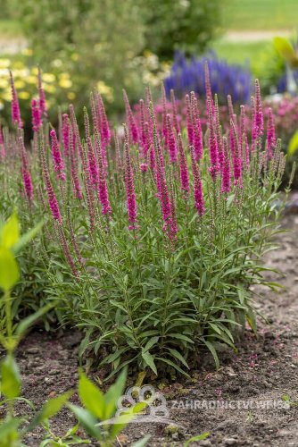 VERONICA SPICATA ROTFUC