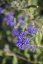 OŘECHOPLODEC - CARYOPTERIS CLANDONENSIS STERLING SILVER