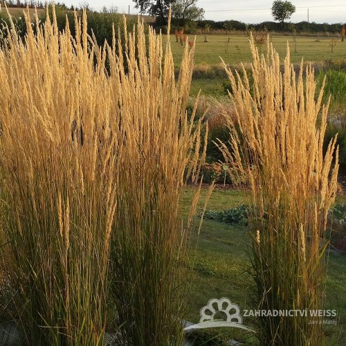 CALAMAGROSTIS x ACUTIFLORA KARL FOESTER