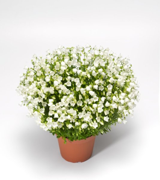 ZVONEK LŽIČKOLISTÝ - CAMPANULA SWINGING BELLS WHITE