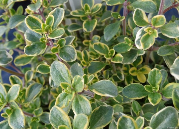 TYMIÁN CITRONOVÝ – THYMUS GOLDEN LEMON