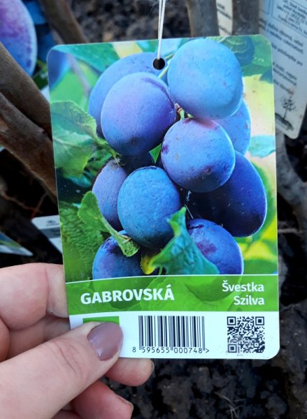 ŠVESTKA - GABROVSKÁ