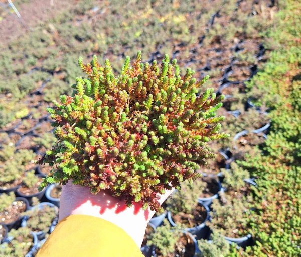 SEDUM ACRE YELLOW