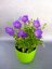 CAMPANULA CARPATICA "PRISTAR BLUE" - ZVONEK KARPATSKÝ