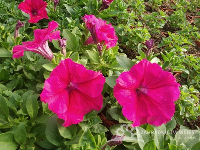 SURFINIE- PŘEVISLÁ PETUNIE - RŮŽOVÁ - HOT PINK