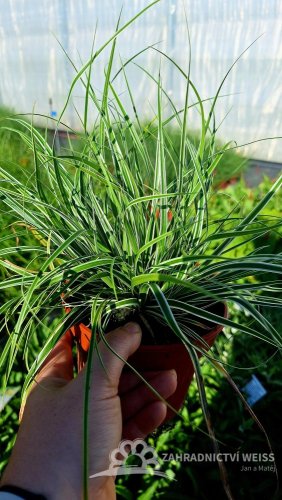 OSTŘICE JAPONSKÁ - CAREX OSHIMENSIS EVEREST