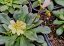 LEWISIA ELISE BRIGHT MIX