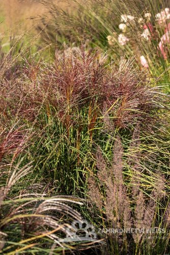 MISCANTHUS SINENSIS POLONUS