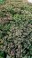 SEDUM TELEPHIUM MR GOODBUD