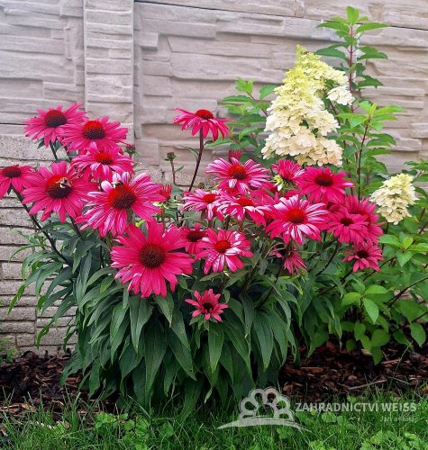 ECHINACEA SENSATION WILD ROMANCE