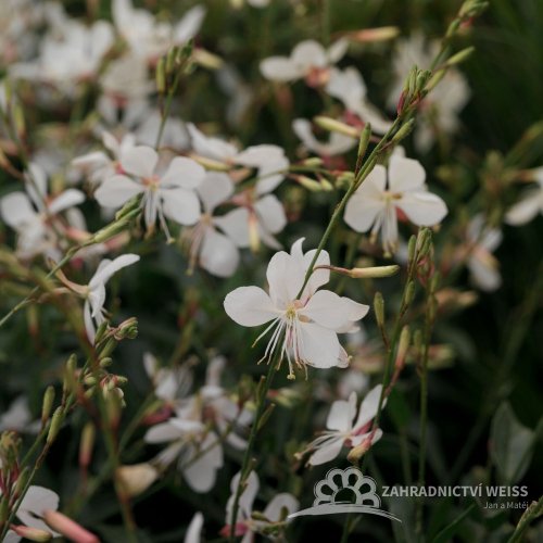 GAURA LINDHEIMERI – GEYSER WHITE