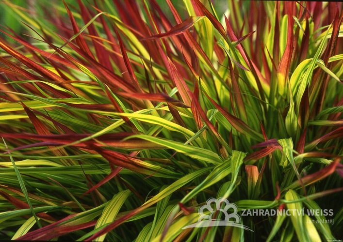 RÁKOSOVKA VELKÁ -HAKONECHLOA MACRA MULLED WINE