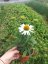 ECHINACEA MEDITATION WHITE