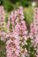 KYPREJ - LYTHRUM BLUSH