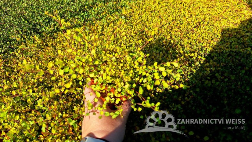 MUHLENBECKIA GOLDEN GIRL - MUHLENBECKIE ŽLUTÁ