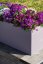 TAŘIČKA - AUBRIETA AXCENT DEEP PURPLE