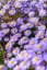 ASTRA PODZIMNÍ – ASTER DUMOSUS PROF. ANTON KIPPENBERG