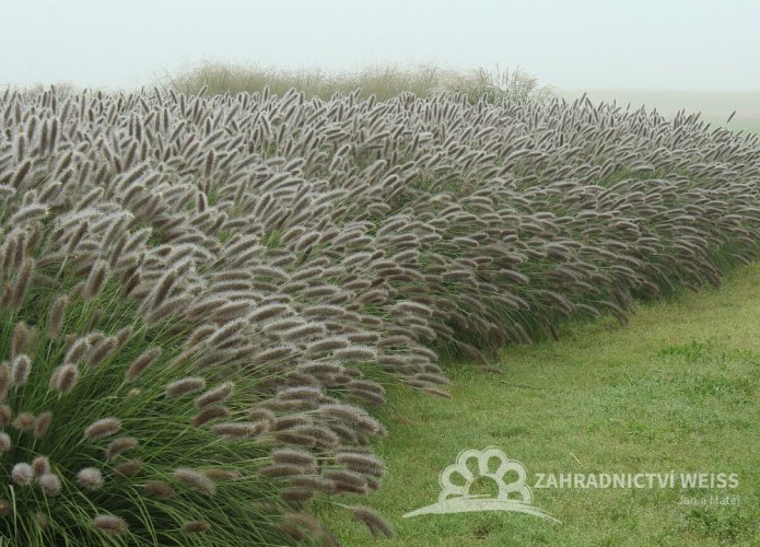 PENNISETUM ALOPECUROIDES LADY U