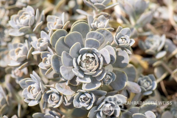 OROSTACHYS CHINESE HAT