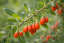 KUSTOVNICE ČÍNSKÁ - LYCIUM CHINENSE LITTLE GOJI