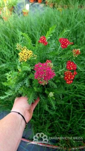 ACHILLEA MILLEFOLIUM MILLY ROCK ® MIXMASTERS  DANCE