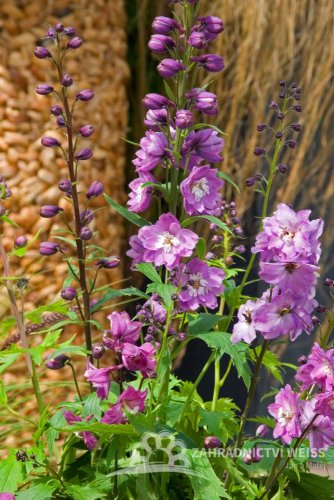 DELPHINIUM EXCALIBUR LILAC ROSE WHITE BEE