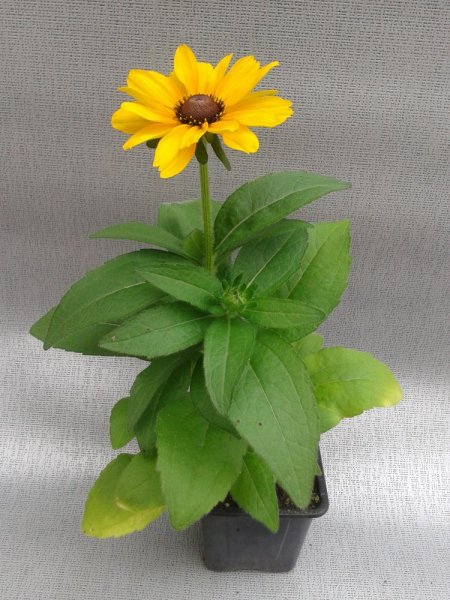 RUDBECKIA HIRTA - "TOTO GOLD"
